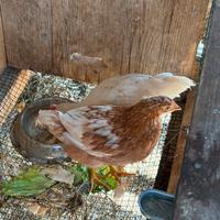 Gallina e gallo giovani e piccole
