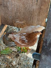 Gallina e gallo giovani e piccole