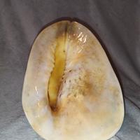 Conchiglia da negozio Souvenir gigante