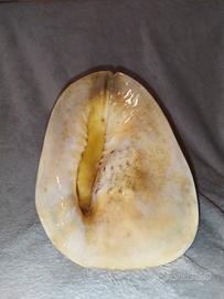 Conchiglia da negozio Souvenir gigante