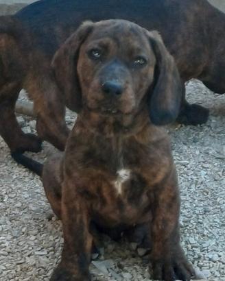 Cucciolo per cinghiale