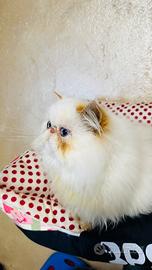 Cucciolo Gatto persiano Red Tabby point