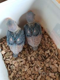 Pulli parrocchetti dal collare