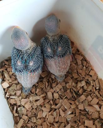 Pulli parrocchetti dal collare