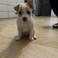 Cucciolo di 3 mesi
