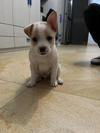 Cucciolo di 3 mesi
