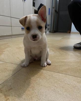 Cucciolo di 3 mesi