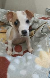 Cucciolo di jack Russell
