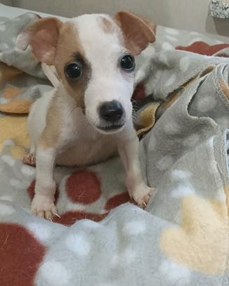 Cucciolo di jack Russell