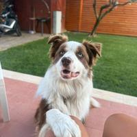 Border collie per monta