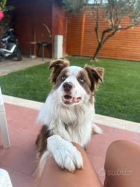 Border collie per monta