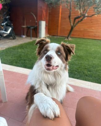 Border collie per monta