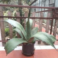 agave salmiana