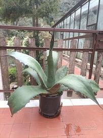 agave salmiana