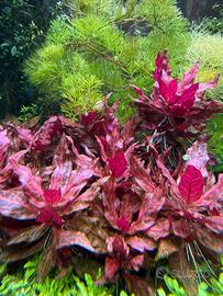 Alternanthera reineckii 'Rosanervig'