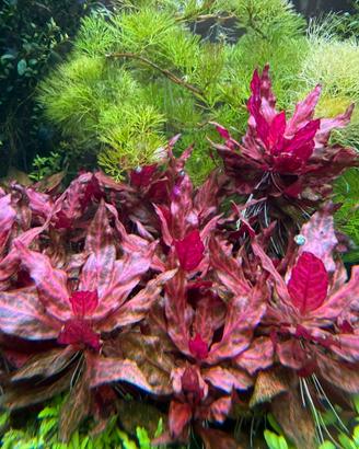 Alternanthera reineckii 'Rosanervig'
