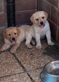 Labrador retriever