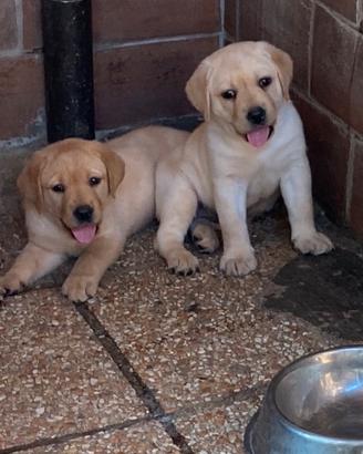 Labrador retriever