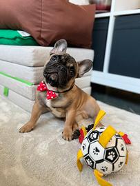 Bulldog francese fulvo con pedigree ENCI