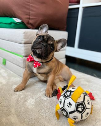 Bulldog francese fulvo con pedigree ENCI