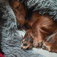 Bassottina kaninchen pelo lungo