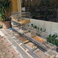gabbie zincate da riproduzione 