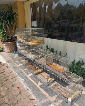 gabbie zincate da riproduzione 