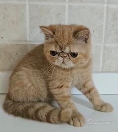 Cucciolo di exotic shorthair