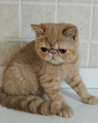 Cucciolo di exotic shorthair