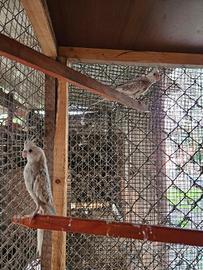 Pappagalli calospite