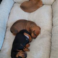 Cuccioli di bassotto