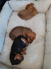 Cuccioli di bassotto