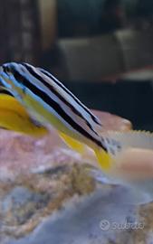Ciclidi Melanochromis Auratus