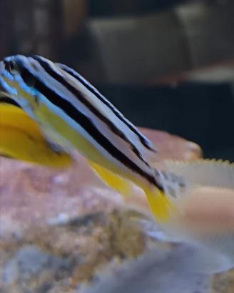 Ciclidi Melanochromis Auratus