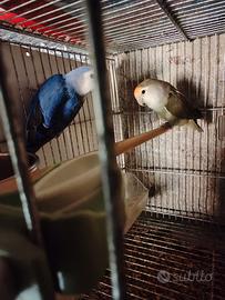 Coppia inseparabili