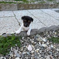 Ultimo cucciolo di jack Russell