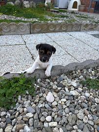 Ultimo cucciolo di jack Russell