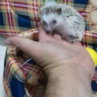 Cuccioli di riccio africano