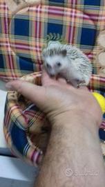 Cuccioli di riccio africano