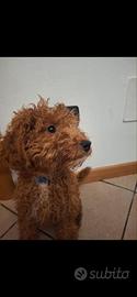 Disponibili 2 meravigliosi cuccioli di barboncino