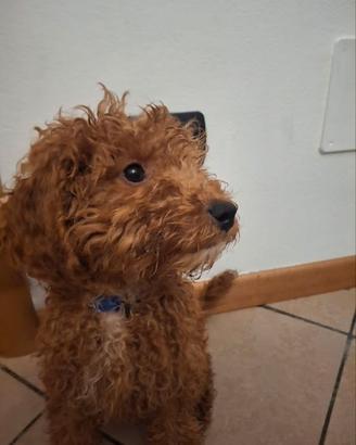 Disponibili 2 meravigliosi cuccioli di barboncino