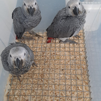 ALl momento disponibile Cenerino