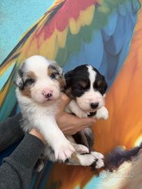 Australian shepherd-pastore australiano