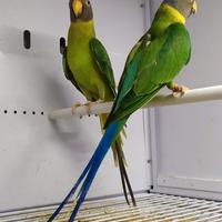 Pappagalli coppie e singoli varie specie ADULTI