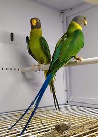 Pappagalli coppie e singoli varie specie ADULTI