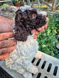 cucciola di lagotta 