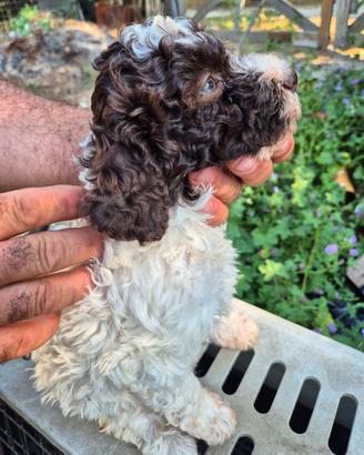cucciola di lagotta 