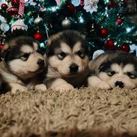 Cuccioli Alaskan malamute