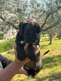 Cucciolo di boxer
