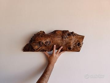 Sezione di ulivo da parete
